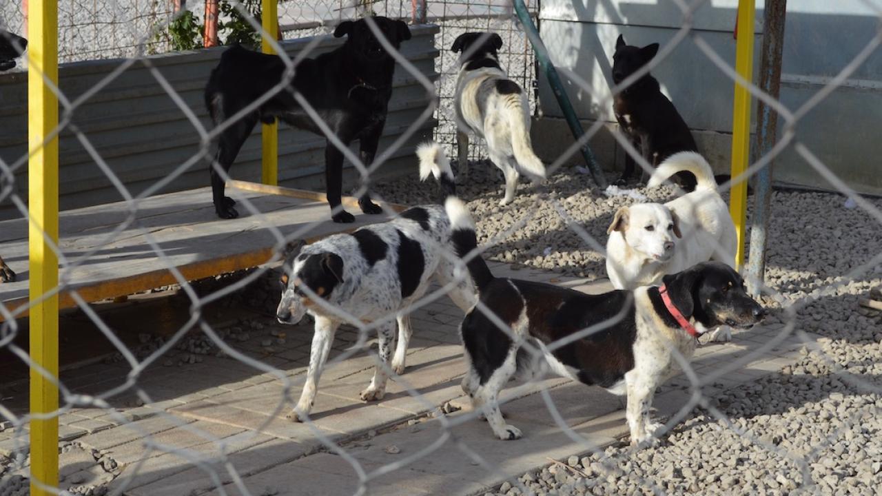 Hokejisti HC Košice pomôžu psíkom z útulku. Navštíviť opustených najlepších priateľov človeka a pomôcť im môžete spolu s hokejistami aj vy.